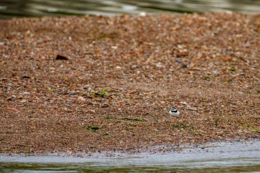 Nehirde küçük bir Halkalı Plover