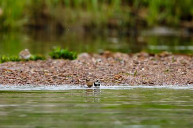 Nehirde küçük bir Halkalı Plover