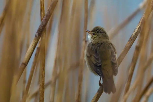 Reed Warbler Vid Flod Reed — Stockfoto