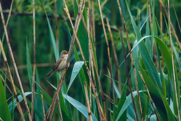 Reed Warbler Rio Reed — Fotografia de Stock