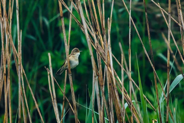 Ένας Reed Warbler Ένα Ποτάμι Στο Reed — Φωτογραφία Αρχείου