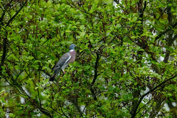 나무에 비둘기 — 스톡 사진