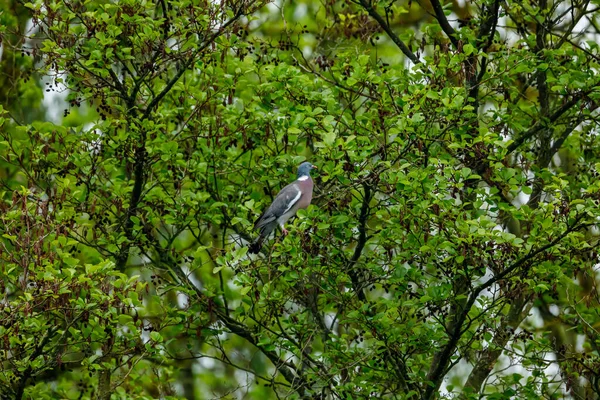木の中の鳩 — ストック写真