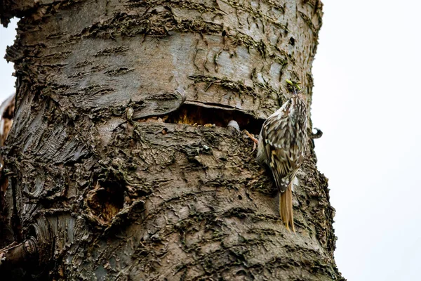 Ağaçta Kısa Parmaklı Bir Ağaç Bekçisi — Stok fotoğraf