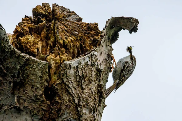 Kort Tår Treecreeper Ett Träd — Stockfoto