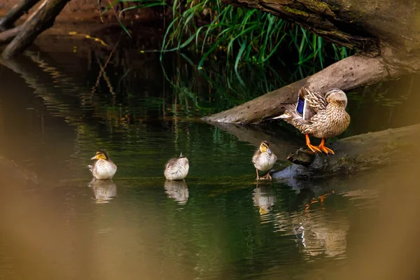 Μια Άγρια Πάπια Mallard Παπάκια — Φωτογραφία Αρχείου