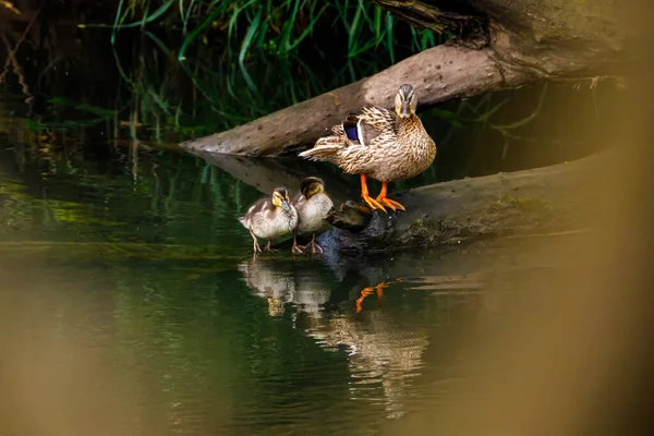 Eine Wilde Stockente Mit Entchen — Stockfoto