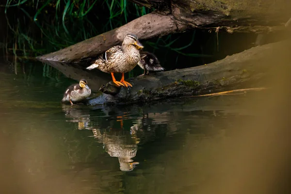 Eine Wilde Stockente Mit Entchen — Stockfoto