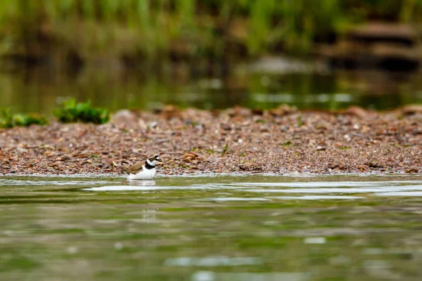 Ein Kleiner Flussregenpfeifer — Stockfoto