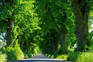 Yazın Ağaçlar Sokağı