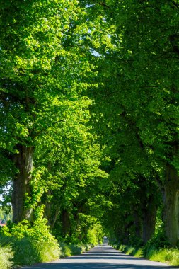 Yazın Ağaçlar Sokağı