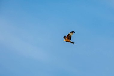 Havada kırmızı bir uçurtma