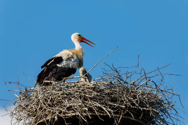 White Stork Bird Nest — Stock Photo, Image