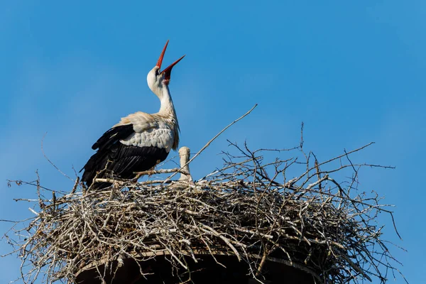 White Stork Bird Nest — Stock Photo, Image