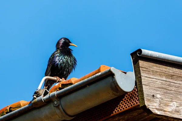 屋根の上の鳥 — ストック写真