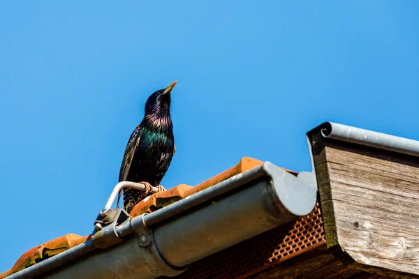 Starling Bird Roof — Stock Photo, Image