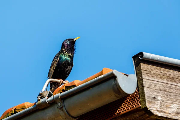 屋根の上の鳥 — ストック写真