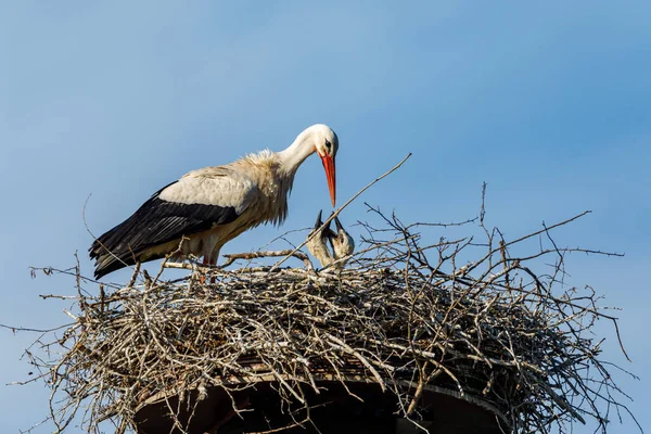 White Stork Bird Nest — Stock Photo, Image