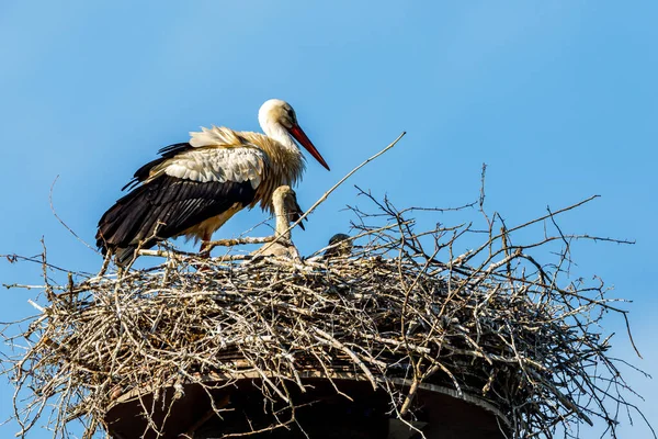 Une Cigogne Blanche Sur Nid Oiseaux — Photo