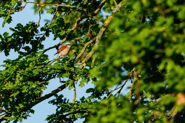 Bir Dalda Kırmızı Bir Shrike — Stok fotoğraf