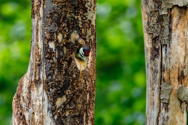 Genç bir benekli ağaçkakan üreme mağarasında