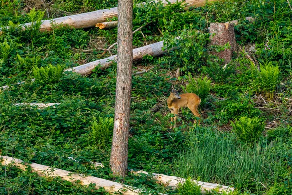 森林里的野鹿 — 图库照片