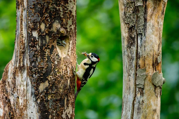 Great Spotted Woodpecker Breeding Cave — Stock Photo, Image