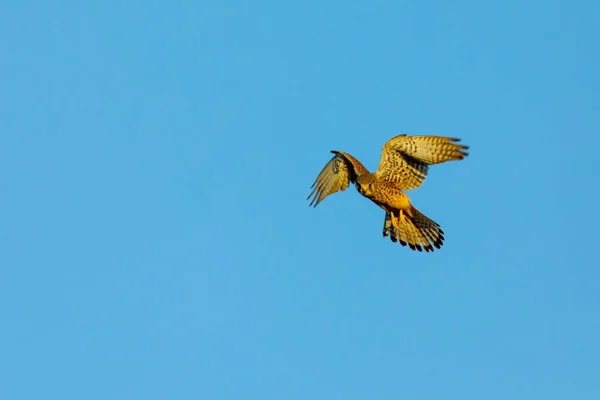 Kestrel Luften Jagar — Stockfoto