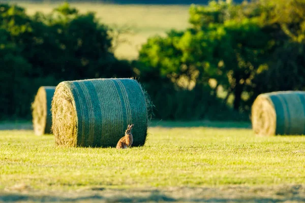 Lièvre Sauvage Sur Champ Avec Des Balles Foin — Photo