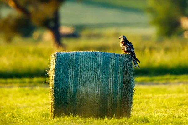 Ein Mäusebussard Auf Einem Heuballen — Stockfoto