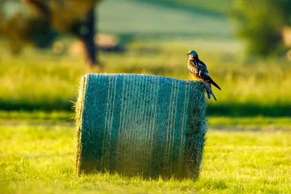 Une Buse Commune Sur Une Balle Foin — Photo