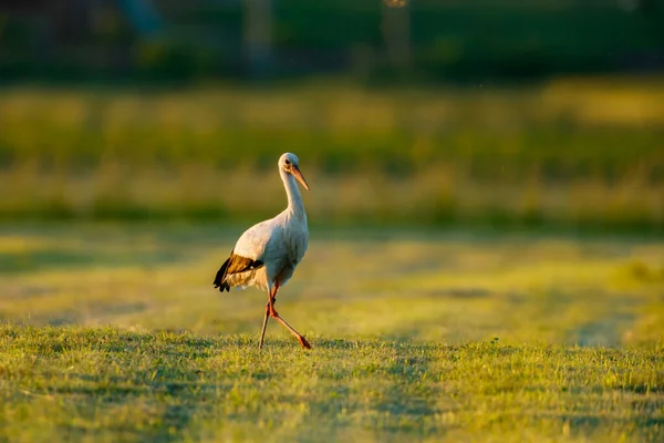 Ciconia Cigüeña Blanca Campo — Foto de Stock