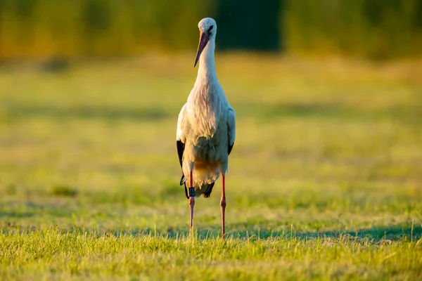 Ciconia Cigüeña Blanca Campo — Foto de Stock