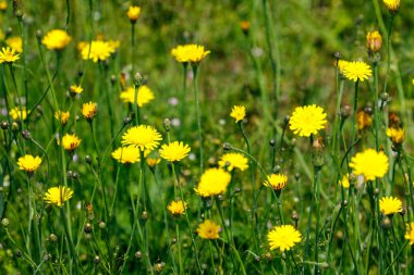 Vahşi Çiçekler Tarlası