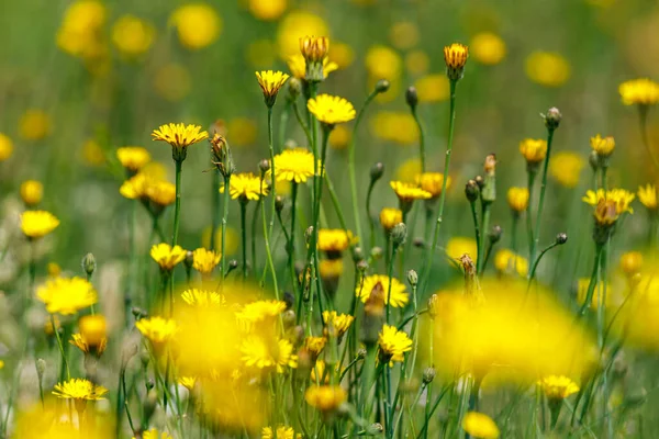 Een Veld Van Wilde Bloemen — Stockfoto