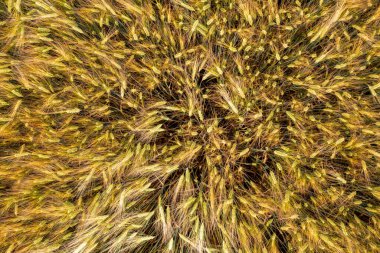 Yazın arpa tarlası