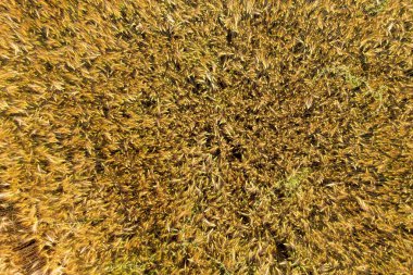 Yazın arpa tarlası