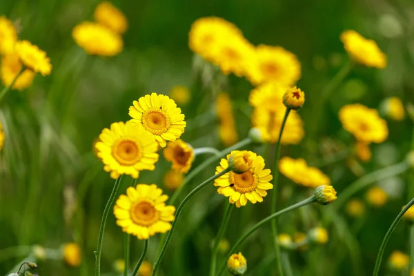 Een Veld Van Wilde Bloemen — Stockfoto