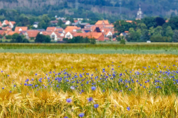 Ein Gerstenfeld Mit Blauen Kornblumen — Stockfoto