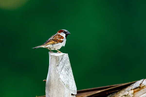 Gorrión Casa Naturaleza —  Fotos de Stock