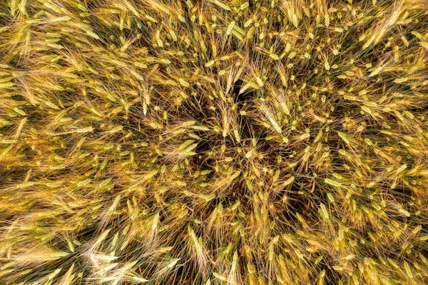 Field Barley Summer — Stock Photo, Image