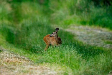 Vahşi doğada bir dişi geyik