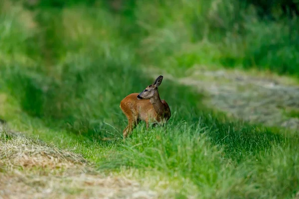 野生动物中的母鹿 — 图库照片