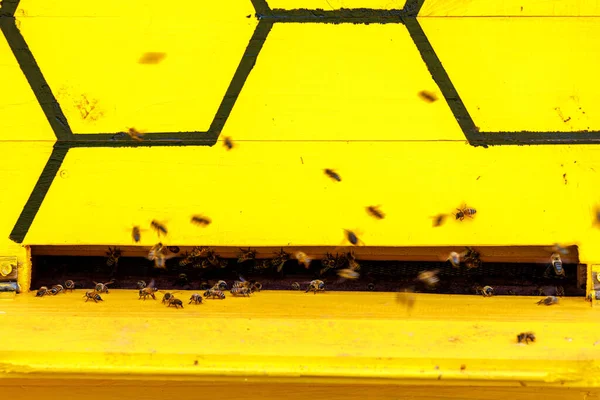Рід Медоносних Бджіл Будинку Бджіл — стокове фото
