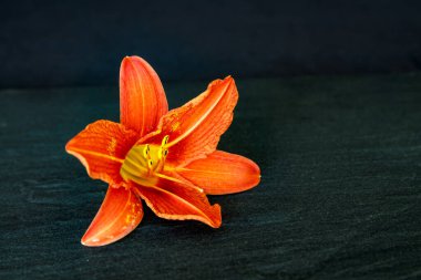 Turuncu zambak çiçekleri açıyor.