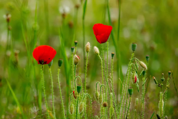 Red Poppies Field — Stock Photo, Image