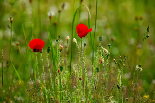 Red Poppies Field — Stock Photo, Image