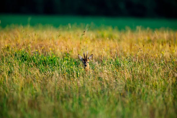 Ein Reh Der Tierwelt — Stockfoto