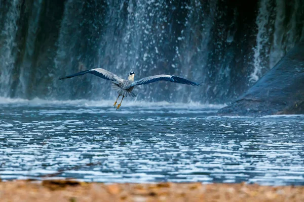 Ein Blauer Reiher Der Tierwelt — Stockfoto