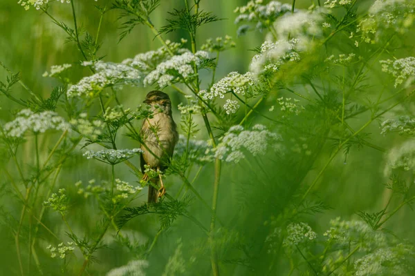 Ein Weißkehlchen Freier Wildbahn — Stockfoto